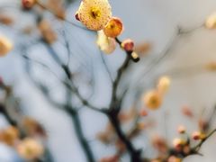 -石家庄市植物园