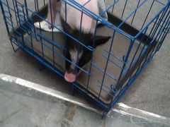 小猪-东浩兰生上海世博展览馆