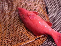 -四海之家(蛇口店)