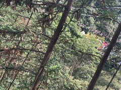 -九龙江国家森林公园