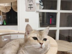 -楼上猫咖(罗湖店)