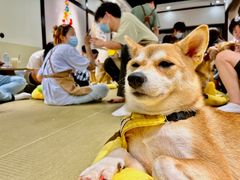 -逗柴咖啡屋·狗咖猫咖宠物桌游