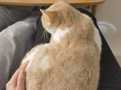 -鼓捣猫呢主题猫咖店