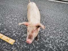 -硗碛藏寨·神木垒景区