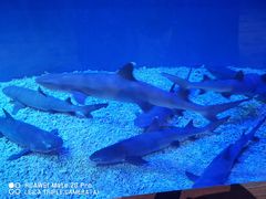 -华夏文旅海洋公园