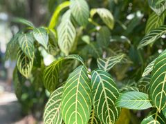 -中国科学院西双版纳热带植物园
