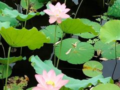 -荔湾湖公园