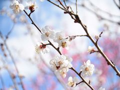 -莱阳濯村樱花园