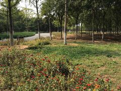 -永定河休闲森林公园