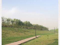 -洨河生态公园
