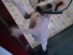 -康乐宝动物医院