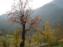 android_upload_pic-广元唐家河嘉怡客栈