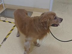 -瑞派宠物医院·24小时骨科·心脏·核磁(哈尔滨南岗店)