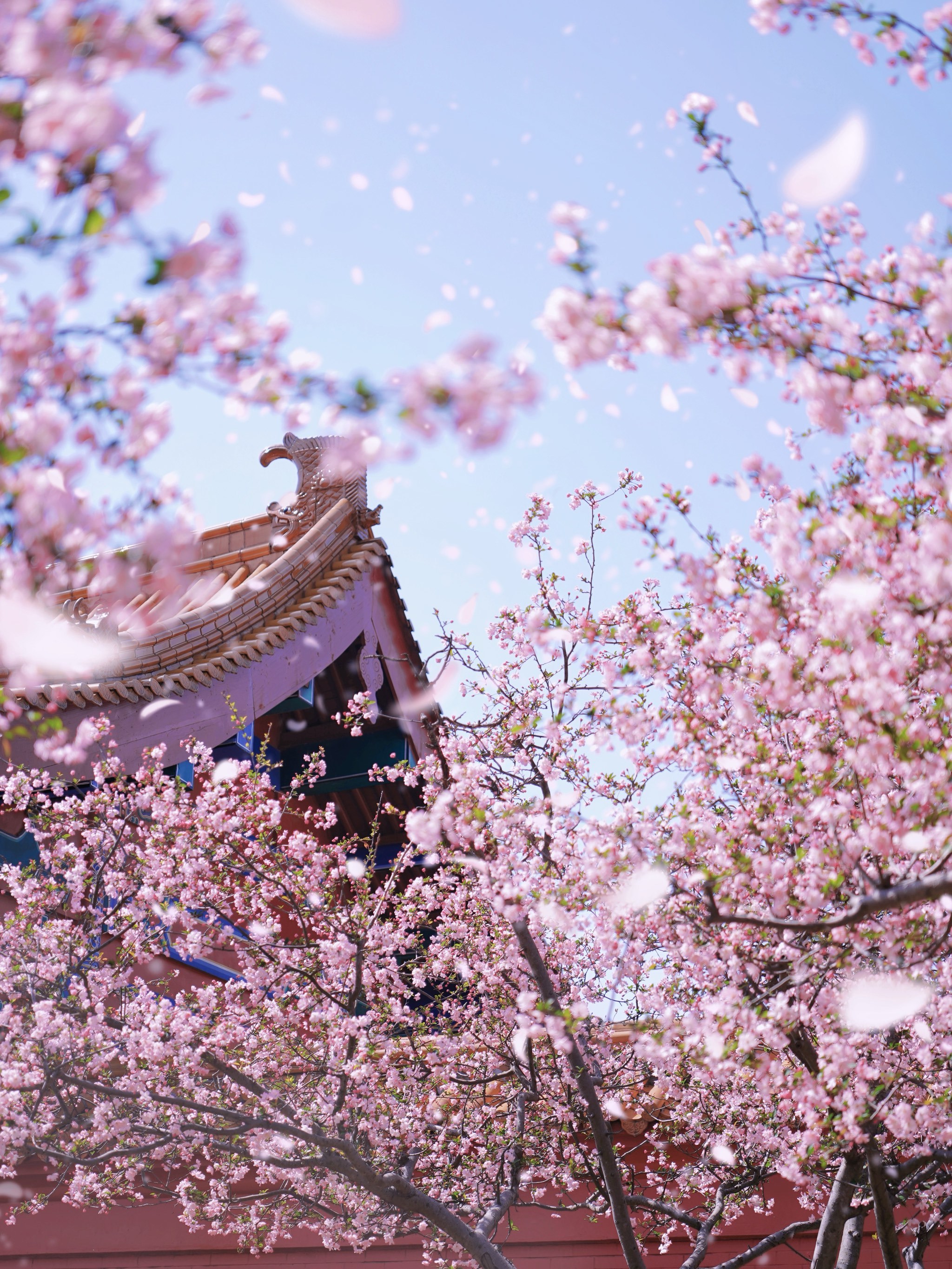 樱花雨下穿汉服‼️无锡三国水浒城穿越攻略来啦