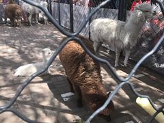 -长白岛森林公园