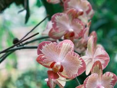 -中国科学院华南植物园