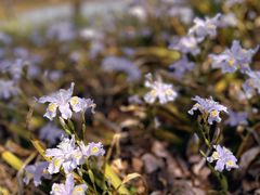 -上海滨江森林公园