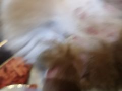 -宠颐生宠物医院外科·内科·皮肤科·影像科(石龙店)