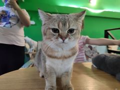 -李小姐の猫咖啡馆(五角场店)