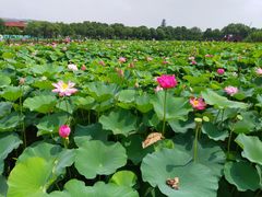-荷塘月色湿地公园·向阳花洲