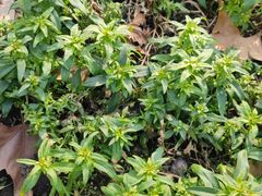 -徐家汇源景区-衡山公园