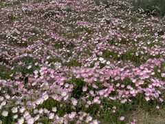 -汉长安城未央宫国家考古遗址公园