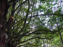 -腾冲和顺柏联酒店