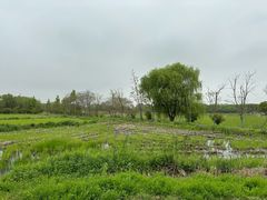-广富林郊野公园