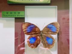 -上海昆虫博物馆