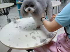 -北京观赏动物医院·24小时大型综合·猫专科·异宠专科