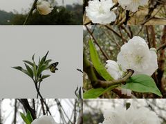 -南国桃园旅游度假区