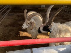 -南宫五洲植物乐园