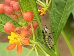 -北京国际鲜花港