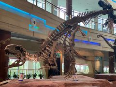 -安徽省地质博物馆