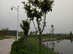 -灵山莲花公园-温泉度假区