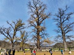 -千年银杏谷文化旅游区