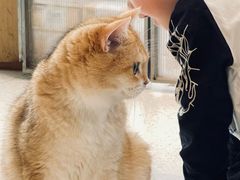 -飞行喵MR PILOT|猫舍·猫咖(静安大融城店)
