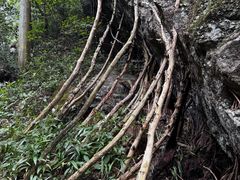 -天目山大树王景区