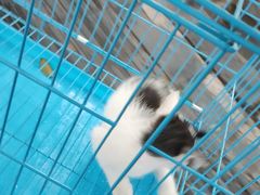 -桂林市花鸟市场