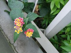 -福道