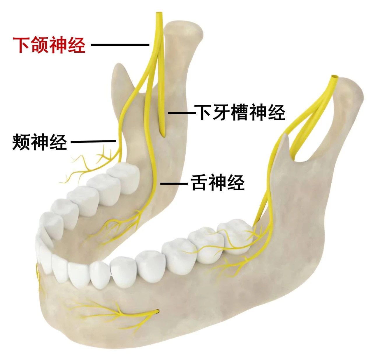 智齿挨着神经管图图片