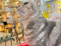 -平行世界·猫咖(首经贸店)