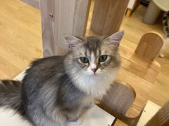 -有喵·猫咖·狗咖·30几只猫10只小狗(岗厦店)