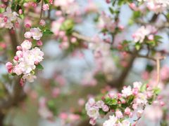 -海棠花溪(元大都城垣遗址公园)