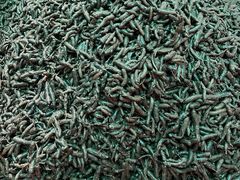 -安海长火土笋冻