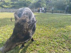 -野象谷景区