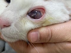 -芭比堂宠物医院·全科爱猫医院·仁德分院