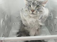 -车接车送·寄养洗护·德文猫舍(大宁店)