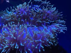 -悉尼海洋生物水族馆