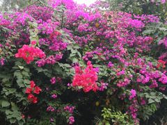 -北海金海湾红树林生态旅游区